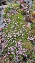 Swamp Flowers Tundra Royalty Free Stock Photo