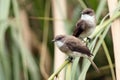 Swamp flycatcher Muscicapa aquatica seated on the stem reed. A pair of flycatchers sitting in the greenery