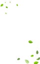 Swamp Foliage Spring Vector Banner. Realistic