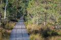 Swamp footbridge through pine trees green swamp landscape