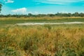 A swamp at the forest in Arabuko Sokoke Forest Reserves in Malindi, Kenya Royalty Free Stock Photo