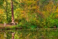 Swamp in the forest, autumn forest scenic Royalty Free Stock Photo