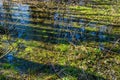 Swamp in the forest on early spring Royalty Free Stock Photo