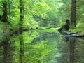 Swamp in forest. Fresh spring green color. Bended branches above water, reflection in water level, stalks of herbs