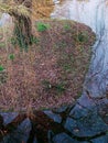 Swamp forest landscape. Small area of land with weeping willow tree and grass is surrounded by water. Royalty Free Stock Photo