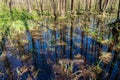 Swamp forest. Marsh vegetation