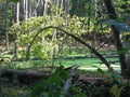 Swamp in the forest, the water is covered with green duckweed. Royalty Free Stock Photo