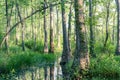 Swamp Forest at Sunset Royalty Free Stock Photo