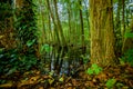 Swamp Forest With Clear Water Covering The Tree Trunks With A Beautiful Reflection