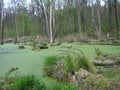 Swamp in the forest, the water is covered with green duckweed, leaves. Royalty Free Stock Photo