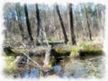 Swamp in the forest, the water is covered with green duckweed, leaves. Royalty Free Stock Photo