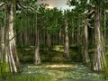 Swamp - forested wetland view