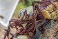 The swamp ghost crab Ucides cordatus, caught for sale, hung like a garland. The swamp ghost crab Ucides cordatus, caught for