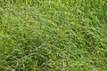 Swamp Grass Background