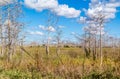 Swamp with grass and dead trees along Loop Road in Big Cypress N Royalty Free Stock Photo