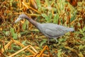 Swamp and grass. Everglades National Park. Birds of Florida. Tropical water bird. Close up portrait of a bird. A grey heron Royalty Free Stock Photo