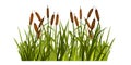 Swamp grass illustration, vector reed plant, marsh bush, pond cattail shrub, cartoon nature clipart.