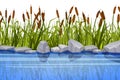 Swamp grass illustration, vector reed plant, river bank, gray stone, pond cattail shrub, lake bush.