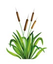 Swamp grass illustration, vector reed water plant, river cartoon green blades isolated on white.