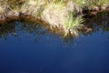 Swamp, grass reflection, blue sky, swamp hummock Royalty Free Stock Photo