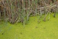 Swamp greenery. Green, plants.