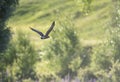 Swamp Harrier, Circus approximans Royalty Free Stock Photo