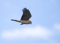 Swamp Harrier, Circus approximans Royalty Free Stock Photo