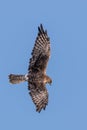 Australasian Harrier hunting Royalty Free Stock Photo