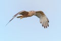 Australasian Harrier hunting Royalty Free Stock Photo