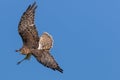 Australasian Harrier hunting Royalty Free Stock Photo