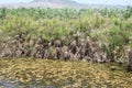 Swamp High Plants at Lake Hula, Israel Royalty Free Stock Photo