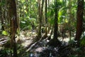 Swamp on Hinchinbrook Island Royalty Free Stock Photo