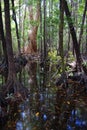 Swamp on Hinchinbrook Island Royalty Free Stock Photo