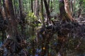 Swamp on Hinchinbrook Island Royalty Free Stock Photo