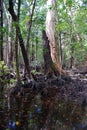 Swamp on Hinchinbrook Island Royalty Free Stock Photo