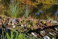 The swamp with insectivorous plants,colorful autumn in the beautiful parks of Zagreb,Croatia,Europe