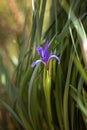 Swamp iris that grows at the pond against the background of juicy greens Royalty Free Stock Photo