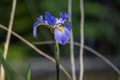 Swamp Iris Southern Blue Flag