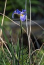 Swamp Iris Southern Blue Flag Royalty Free Stock Photo