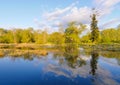 Swamp lake and green forest