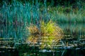 Swamp lake landscape