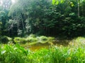 013 - Swamp/lake in the middle of borneo rainforest Royalty Free Stock Photo