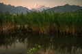 Swamp in lake mountain during sunset in summer