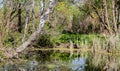 Swamp lake pond in the spring forest