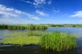 Swamp,lake, reeds, blue sky Royalty Free Stock Photo