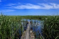 Swamp,lake, reeds, blue sky Royalty Free Stock Photo