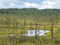 Swamp lake, small swamp pines, grass and moss, white clouds shine in water