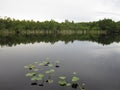 Swamp lake with water lilies and still water