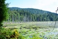 Swamp land in Bowen Island