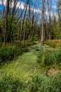 Swamp Land In Mequon Wisconsin